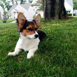 Pembroke Welsh Corgi Puppies from McFadden's Corgis