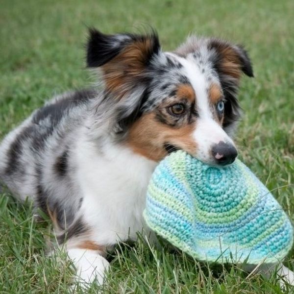 Miniature American Shepherd