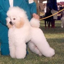 Poodle All Grown Up from Kamann Poodles
