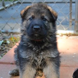 German Shepherd Puppies from Haus Morrisson German Shepherds