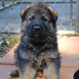 German Shepherd Puppies from Haus Morrisson German Shepherds