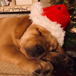 Iron Hill Retrievers breeder of Labrador Retriever