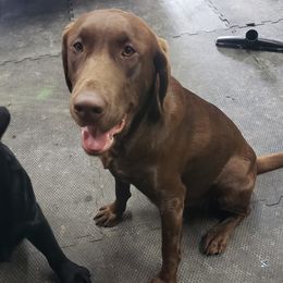 Doberman Pinschers and Labrador Retrievers from Buckfever Kennels