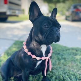 French Bulldogs from The Great French Bulldog Co.