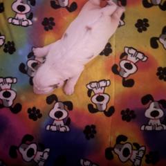 Clumber Spaniel Puppies from Briton Clumber Spaniels