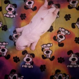 Clumber Spaniel Puppies from Briton Clumber Spaniels