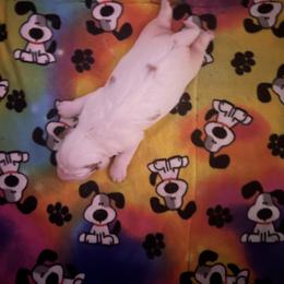 Clumber Spaniel Puppies from Briton Clumber Spaniels