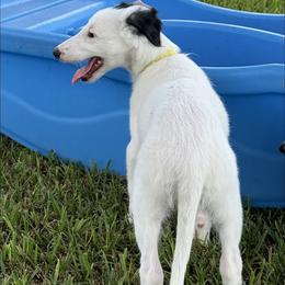 Flo - White and black female Silken Windhound puppy in Magnolia, Texas from Entourage Silken Windhounds