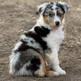 Khaleesi - Blue merle female Australian Shepherd puppy in Lubbock, Texas from REKN’ Kennel Aussies