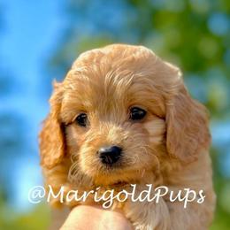 Potato - Apricot male Cavapoo puppy in Liberty, Missouri from Marigold Pups
