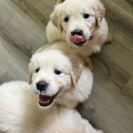 Golden Retriever Puppies from Mia Ragazza Golden Retrievers