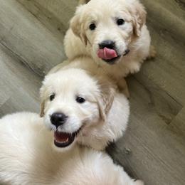 Golden Retriever Puppies from Mia Ragazza Golden Retrievers