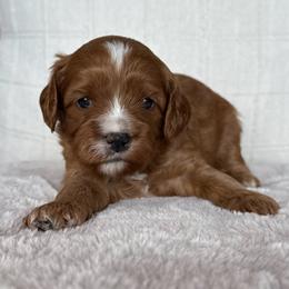 Cavapoo puppies from Columbia Basin Puppies