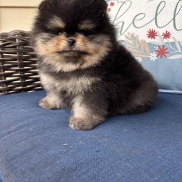 Murphy - Black and tan male Pomeranian puppy in Grayslake, Illinois from Touch Of Clouds Poms