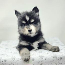 Phantom - Black and white male Pomsky puppy in Christiana, Tennessee from Smoky Mountain Pomskies