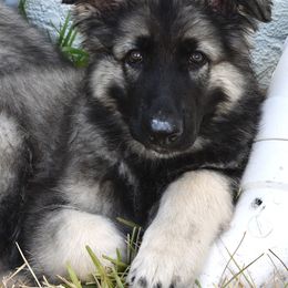 Sheriff - Gray sable Shiloh Shepherd puppy in Tenafly, New Jersey from Island Shilohs