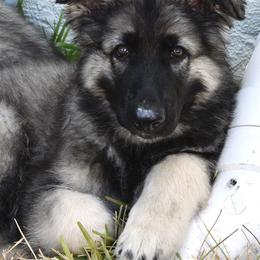 Sheriff - Gray sable Shiloh Shepherd puppy in Tenafly, New Jersey from Island Shilohs