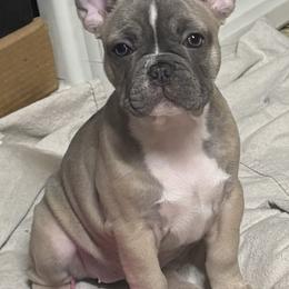 Sugar - Fawn and white female French Bulldog puppy in Dickinson, Texas from D & A House of Frenchys