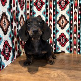 Kaden - Black and tan male Dachshund puppy in Mountain Grove, Missouri from Happy Hounds and More🐾