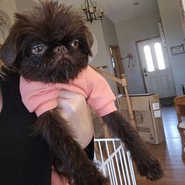 Masha - Brussels Griffon