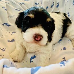 Jose - Chocolate male Havanese puppy in Hawthorne, Florida from Havanese Acres