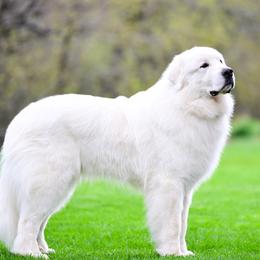 Great Pyrenees puppies from Arnault Great Pyrenees