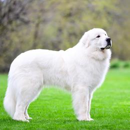 Great Pyrenees puppies from Arnault Great Pyrenees
