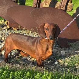 Dachshund puppies from Rosewick Kennels
