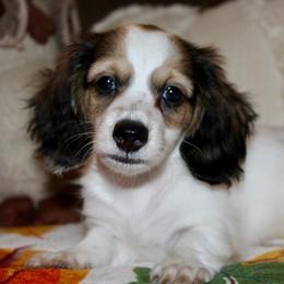 Daisy - Piebald female Dachshund puppy in Roanoke, Alabama from J&E Dachshunds