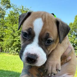 American Bully Puppies from TEXAS BULLY FAMILY