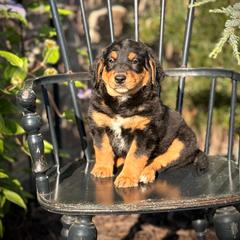 Kenai - Black tri-color male Assorted Doodle Crosses puppy in Ohio from Holley Doodles