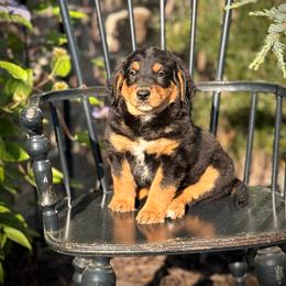 Kenai - Black tri-color male Assorted Doodle Crosses puppy in Ohio from Holley Doodles