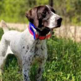 Boykin Spaniels, English Cocker Spaniels, and German Shorthaired Pointers from Flatwoods Kennels and Training LLC