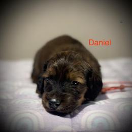 Daniel - Red male Dachshund puppy in Bluff City, Tennessee from Sidanelv Dachshunds