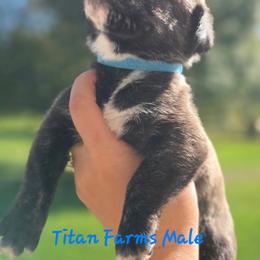 Blue - Black brindle male Cane Corso puppy in Yale, Michigan from Titan Farms
