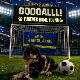 Curaçao - Merle female Goldendoodle puppy in Houston, Texas from Were The Mack'Doodles