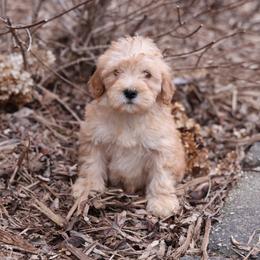 Kit - Cream male Whoodle puppy in West Bend, Iowa from Blue Skies Terriers