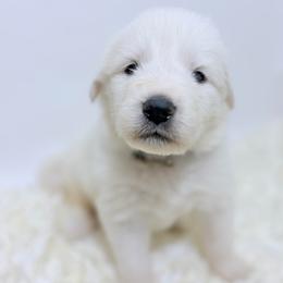 Gary - Gray Collar - White male Great Pyrenees puppy in San Marcos, California from Faith Family Freedom Farm