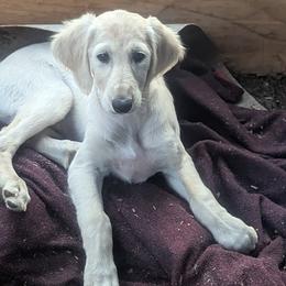 Galaxy - Cream female Saluki puppy in Grass Valley, California from Sahar Paz Salukis
