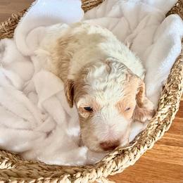 Boy 1 - Parti male Double Doodle puppy in Yoakum, Texas from The Scott’s Dood Ranch