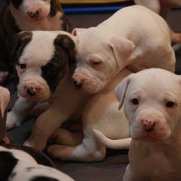 American Bulldog Puppies from Ferocia Kennels