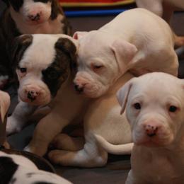 American Bulldog Puppies from Ferocia Kennels