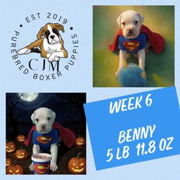 Benny - White male Boxer puppy in Jupiter, Florida from CJM Boston and Boxer Puppies