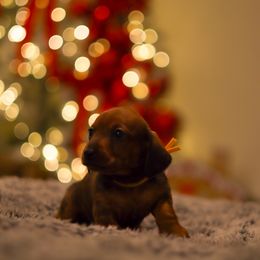 Dobby - Red male Dachshund puppy in Converse, Texas from JP's South Texas Dachshunds