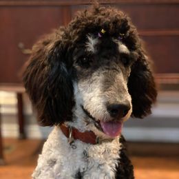 Bearded Retriever, Bernedoodle, and Poodle Puppies from Doodle Belle Puppy