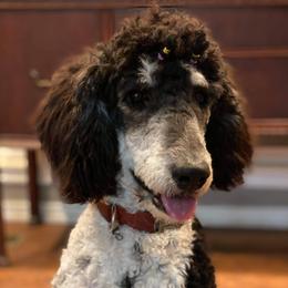 Bearded Retriever, Bernedoodle, and Poodle Puppies from Doodle Belle Puppy