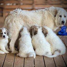 Evie - Great Pyrenees