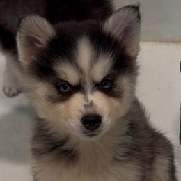 Amber - Black and white female Pomsky puppy in Spring Hill, Florida from PDQ Pomskies
