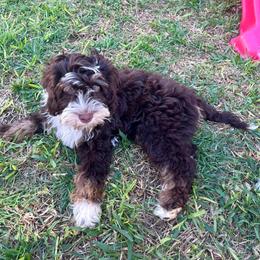 Bernedoodle Puppies from Sweet Pea Bernedoodles