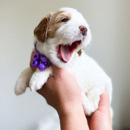 Bernedoodle, Goldendoodle, and Poodle Puppies from Teddy Doodles & Standard Poodles